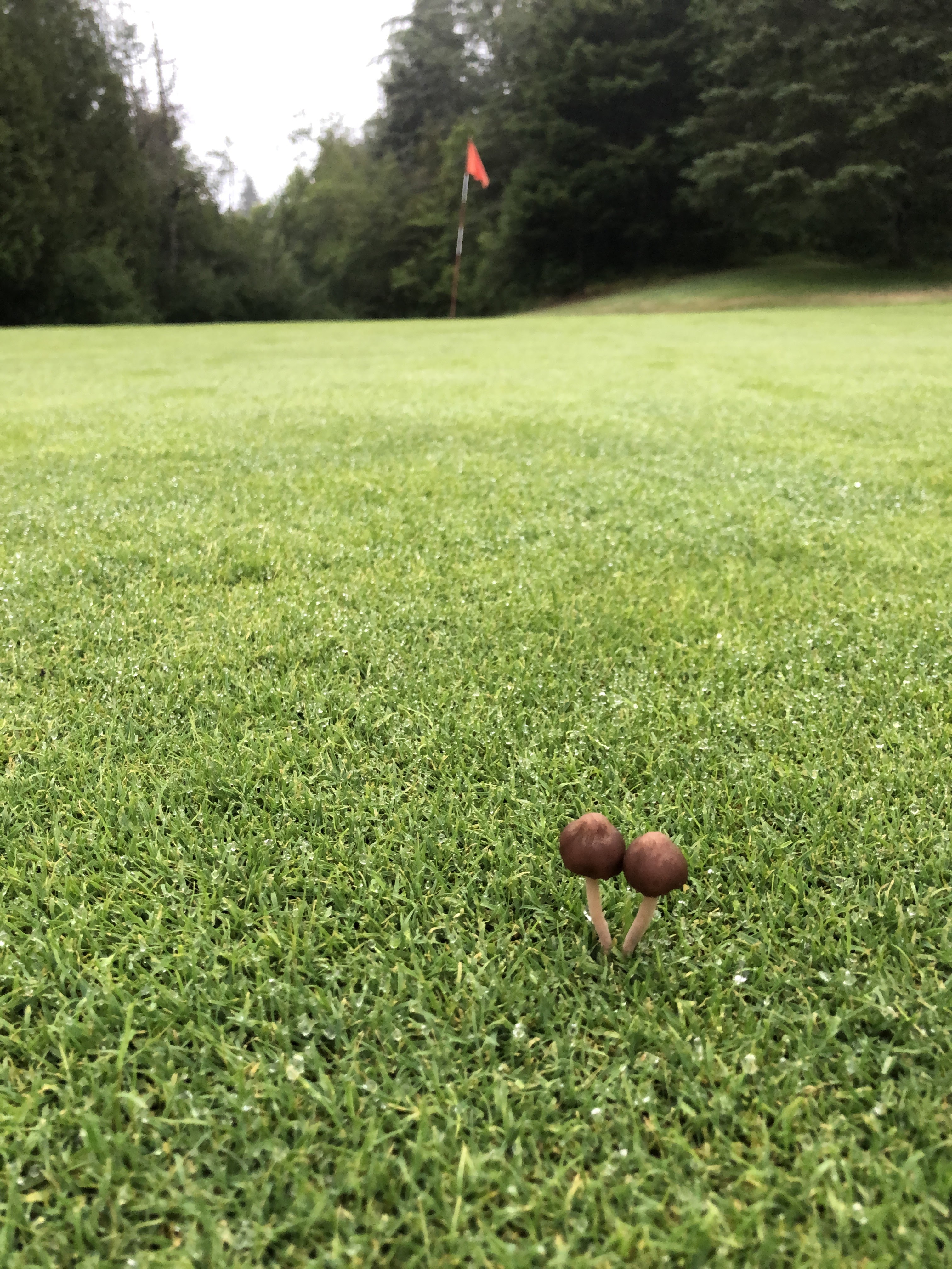 Small mushrooms growing in a grassy field