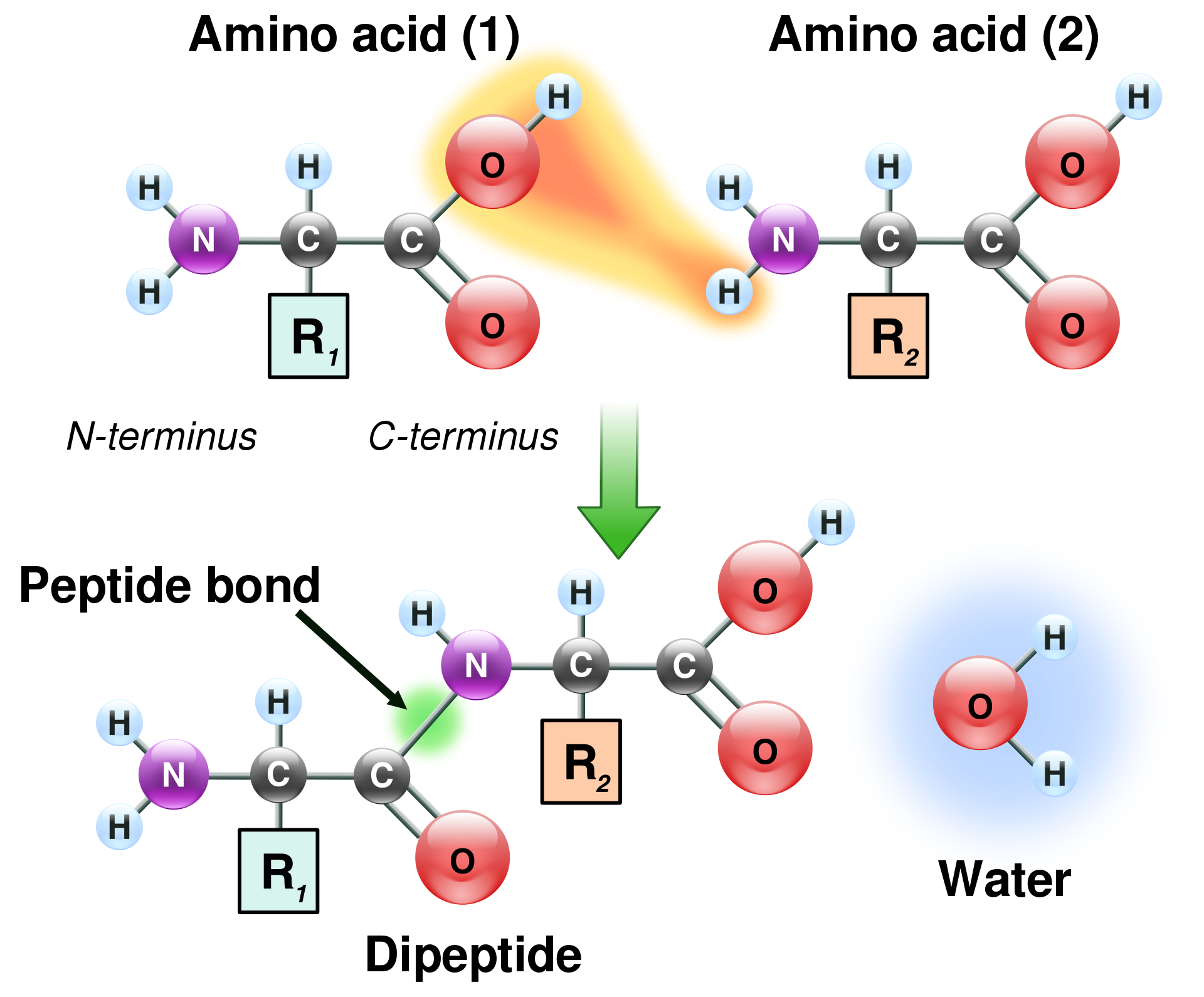 Molecular diagram of peptide bond formation with water released