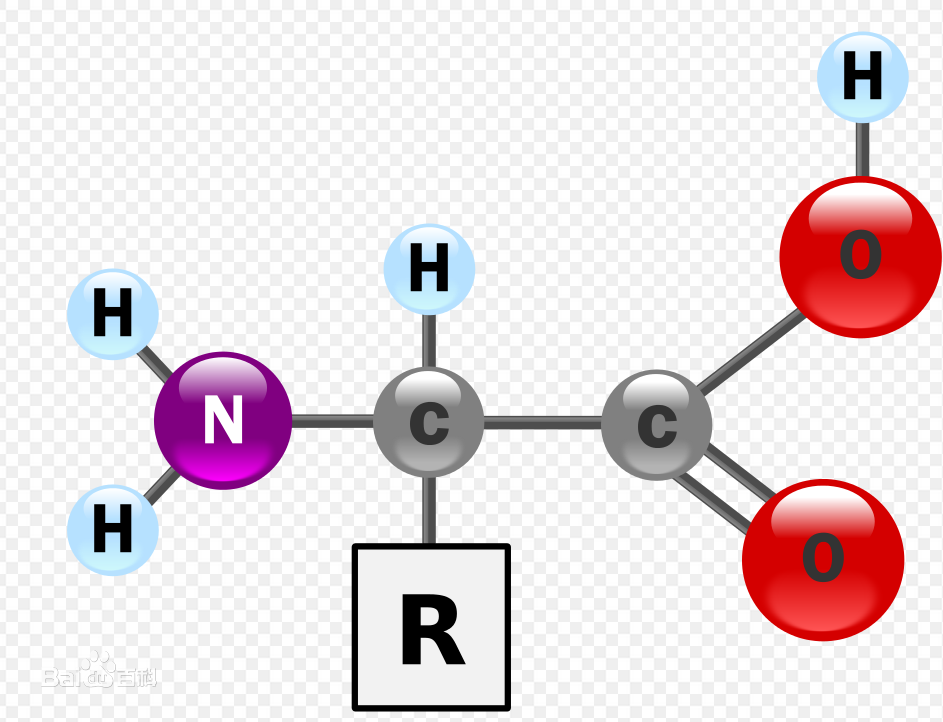 Molecular model of an amino acid showing the variable R group